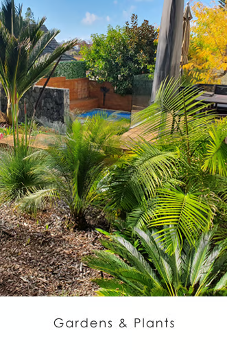 Garden planting and tropical landscaping in Auckland